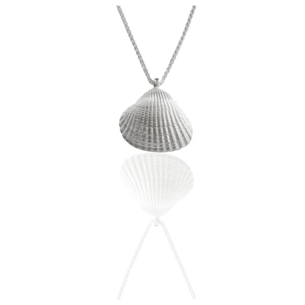 Herzmuschel - die „Große“